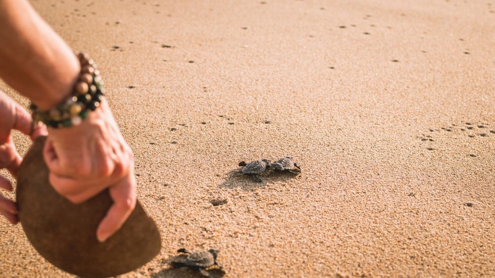 Liberación de tortugas playa de Oaxaca